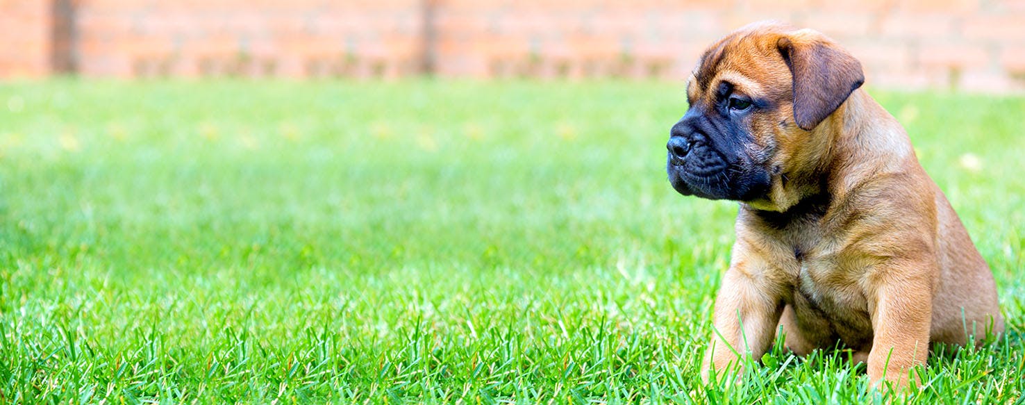 Dog Names Meaning Defender Popular Male And Female Names Wag 